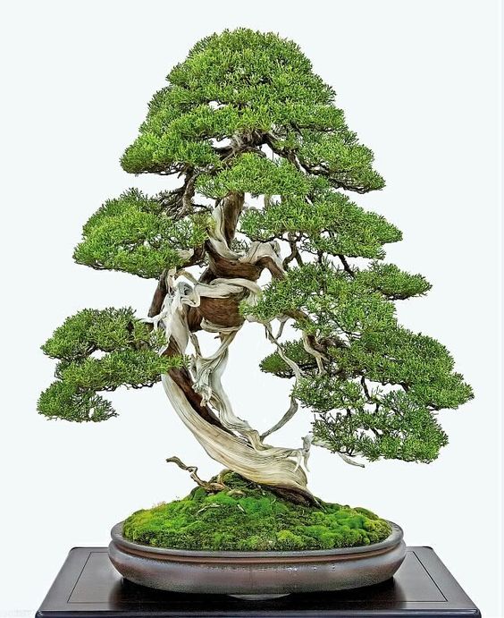 Juniperus chinensis Sargentii (Shimpaku)