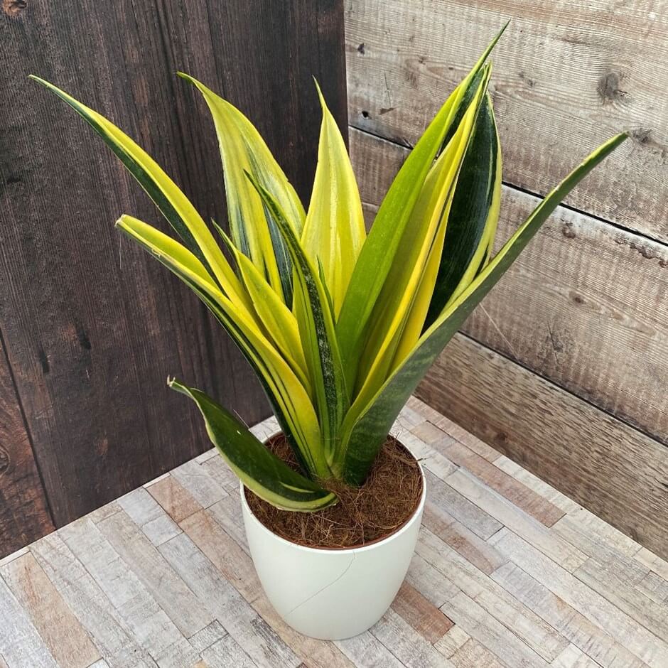 1 - Cây Lưỡi Hổ Hoàng Kim - Sansevieria Trifasciata gold flame