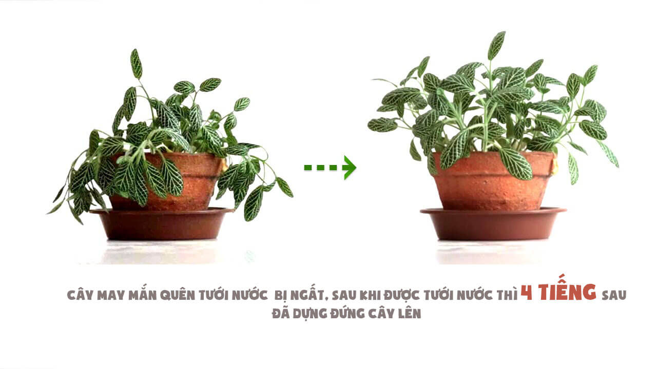 Fittonia nếu bị quên tưới nước sẽ dễ ngất như ảnh bên trái. Nhưng chỉ cần được tưới nước đẫm thì chỉ sau từ 1 - 4 tiếng thì các thân sẽ dựng đứng và hồi sinh lại như hình bên phải.