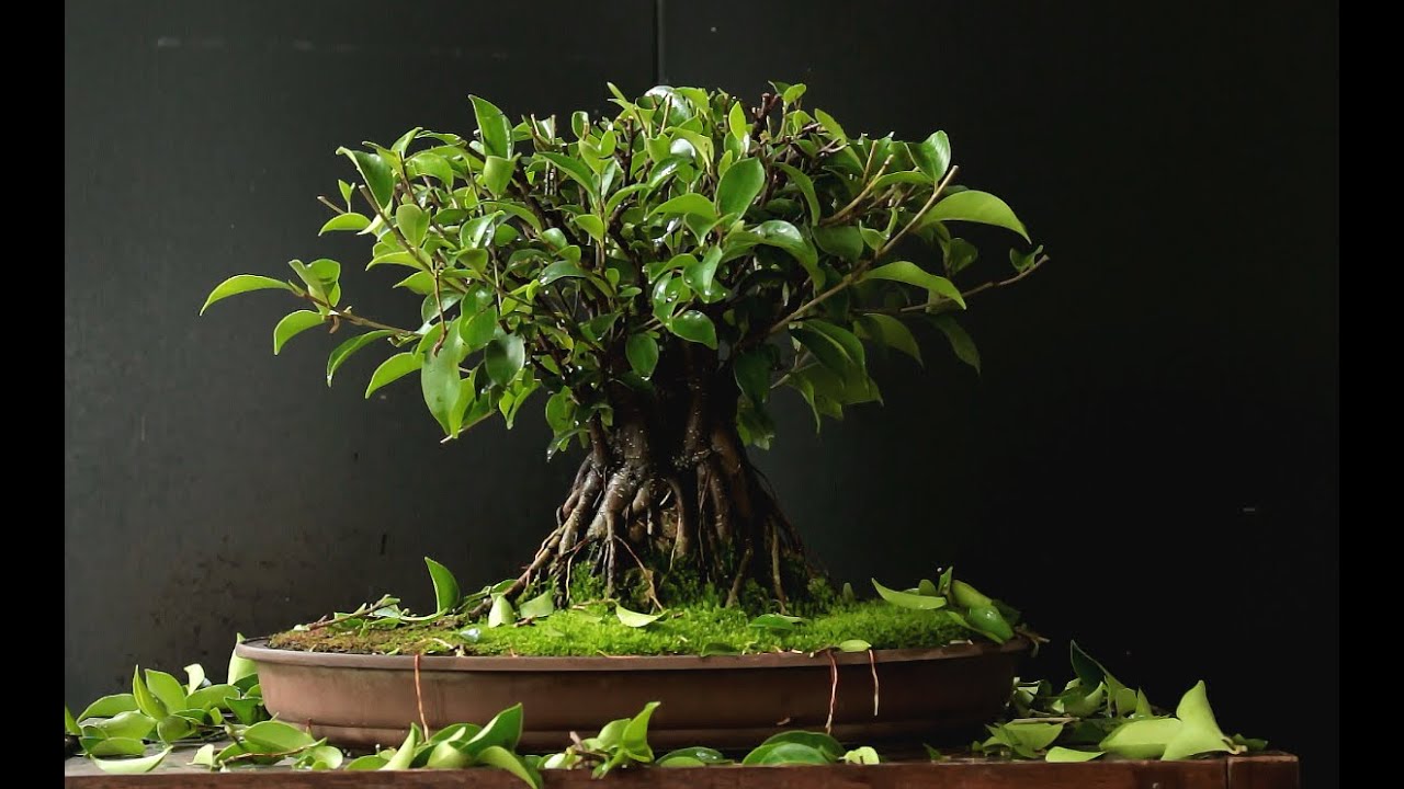 Cây Si Cảnh Bonsai (Ficus microcarpa)