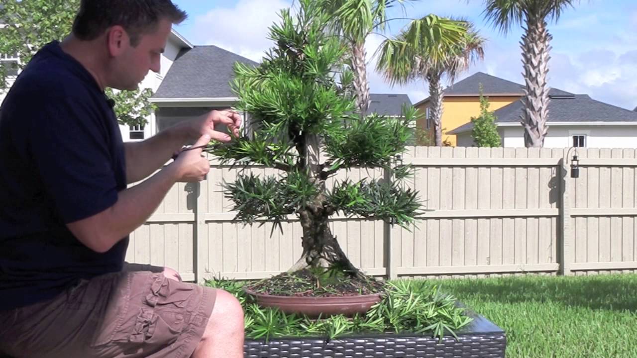 Cây cảnh bonsai Tùng Bồng Lai (Podocarpus macrophyllus)