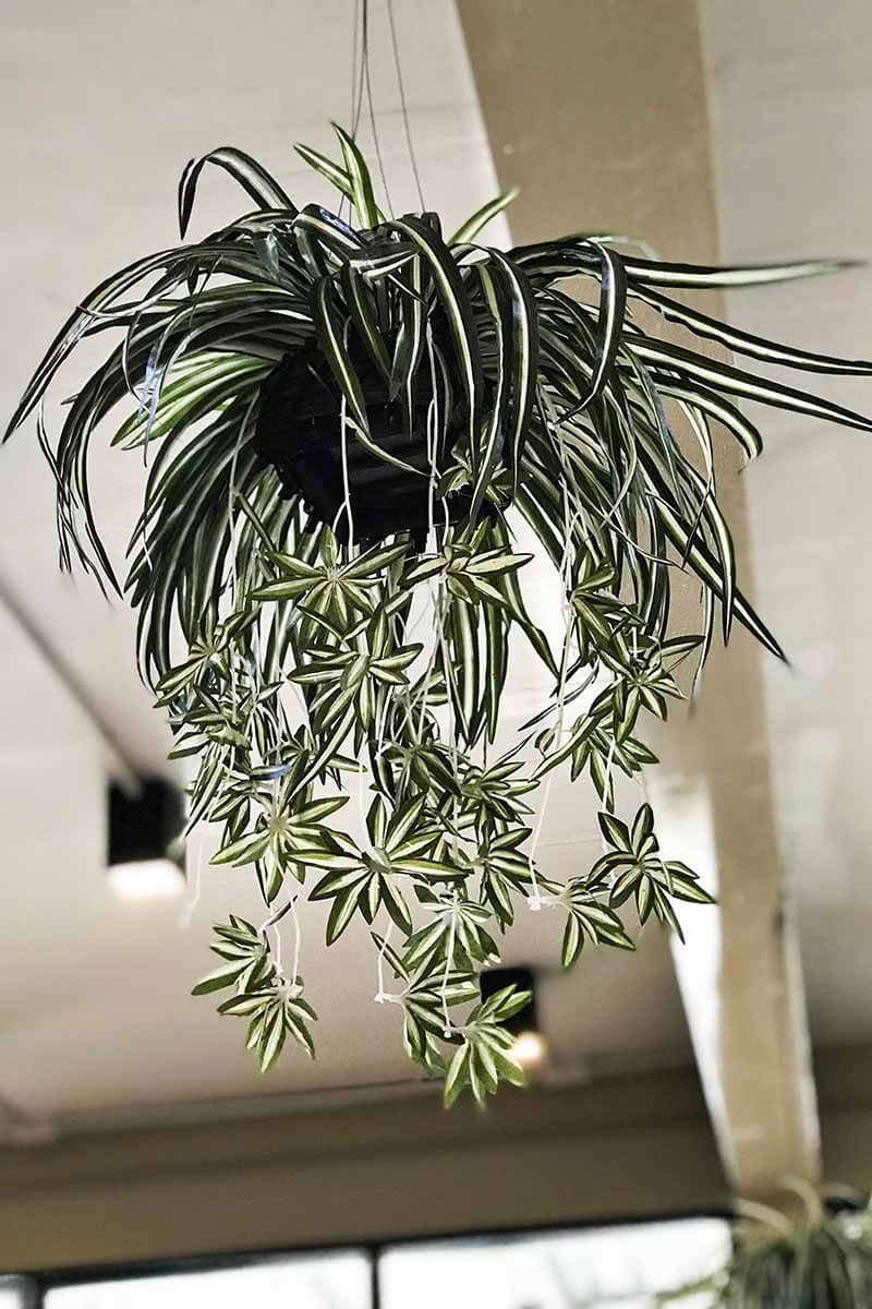 Cây Dây nhện (Spider Plants, Lục Thảo Trổ, Chlorophytum comosum) hút khí độc, thanh lọc không khí