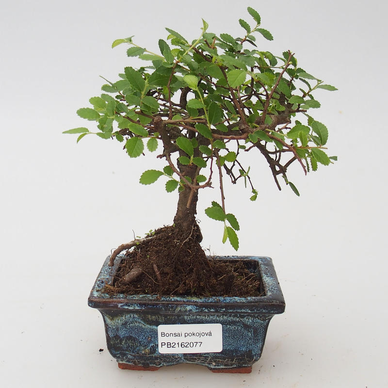 cây Du Tàu (Ulmus chinensis)