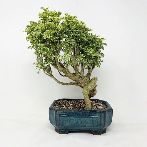 Cây cảnh bonsai Đinh lăng (Polyscias fruticosa)