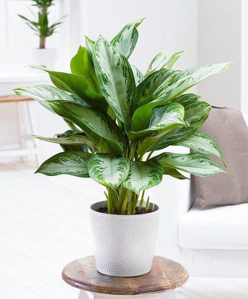 3 - Cây Phú Quý - Aglaonema modestum