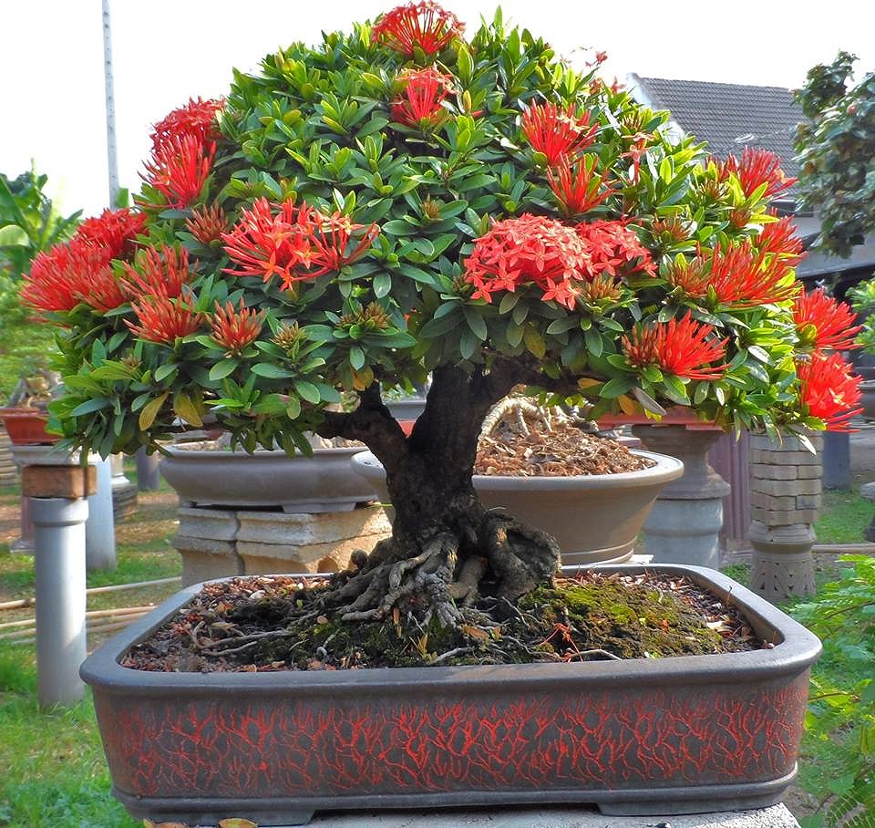 Cây cảnh Bonsai Bông Trang Đỏ (Mẫu Đơn Đỏ, Ixora coccinea)