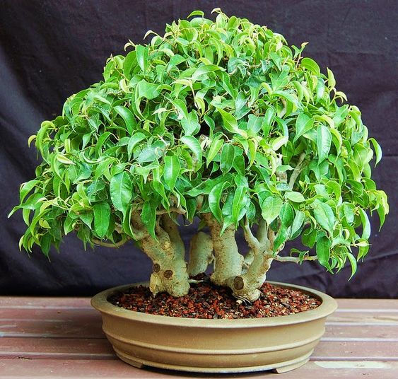 Cây Sanh Cảnh Bonsai (Ficus benjamina)