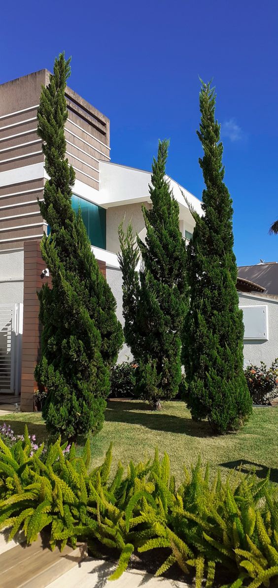 Juniperus chinensis Torulosa (Hollywood Juniper)
