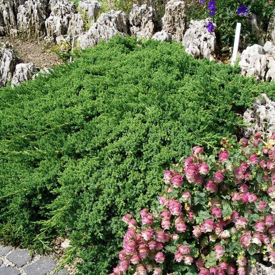 Juniperus procumbens Nana - Genévrier rampant au feuillage vert pomme