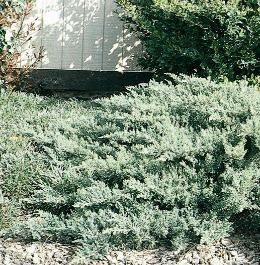 Juniper chinensis San José