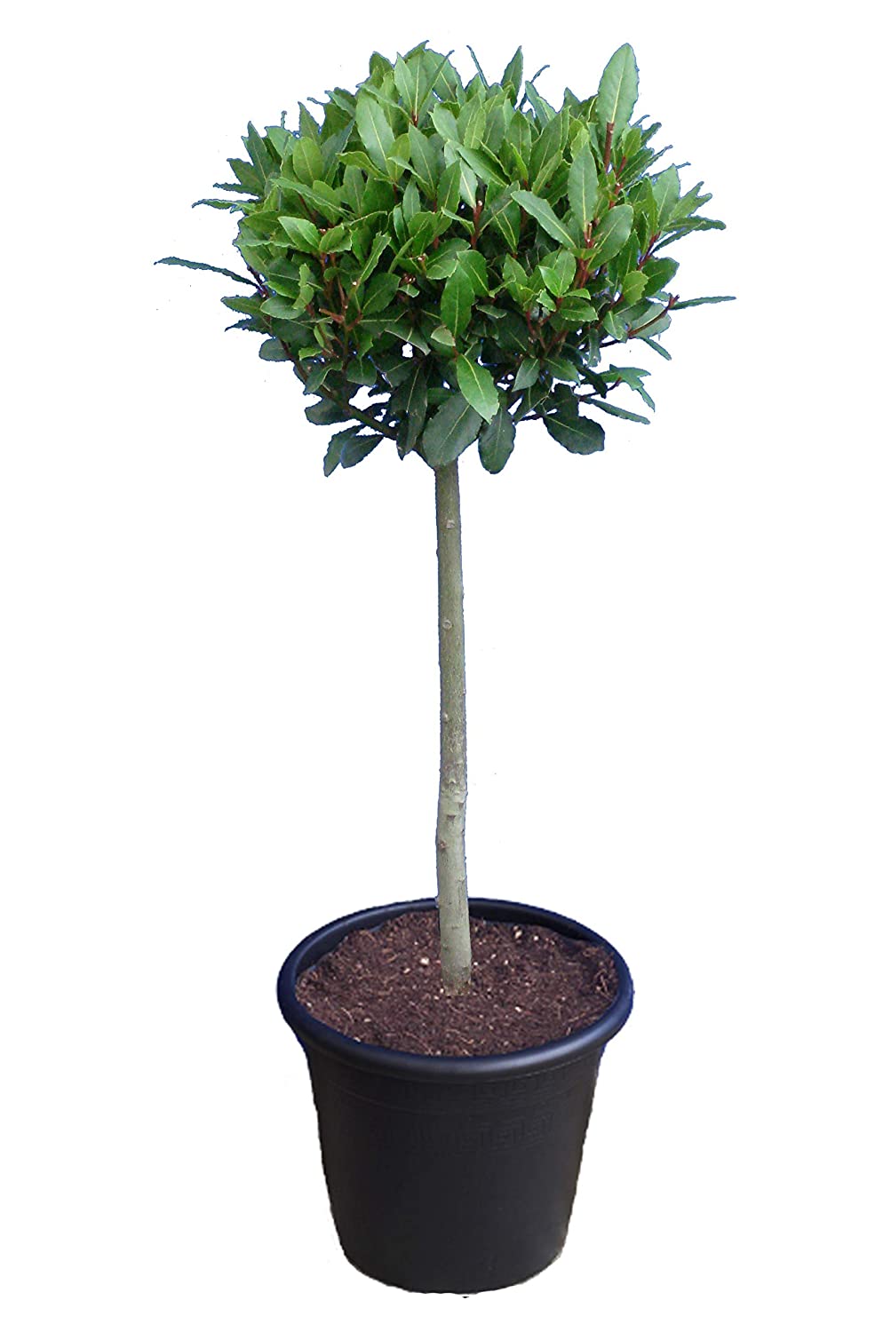 Cây cảnh bonsai Nguyệt quế (Laurus nobilis)