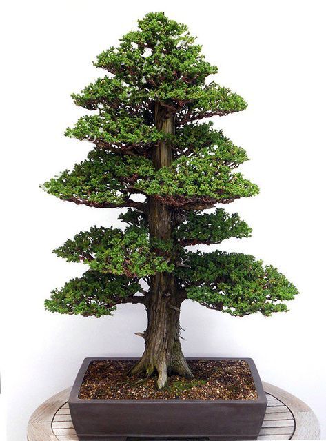 Product Details: Quantity: 50 pcs Germination time: - days For germination temperature: - Celsius. Applications: Farm, balcony, roof, garden, pat