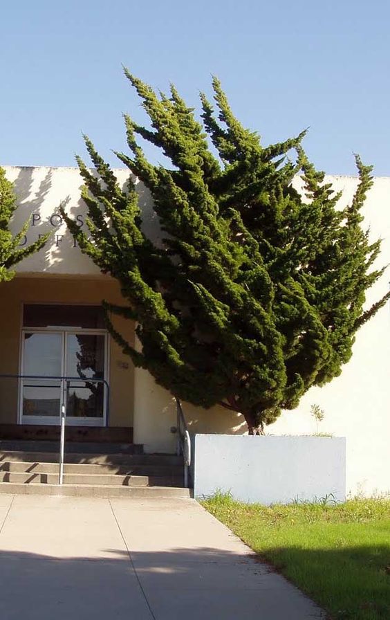 Juniperus chinensis Torulosa (Hollywood Juniper)