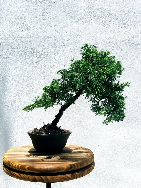 Botanical: Juniperus procumbens nana Junipers are known as the “Queen of Bonsai” and the Garden Juniper variation is a traditional species. Red bark and evergreen foliage make a beautiful colorway; especially, when white jins and sharis are present. The procumbent nana is a dwarf, shrubby ground cover that spreads over time by long trailing branches to form a dense mat. It is native to Japan. Branches spread parallel to and slightly above the ground. Spiny-pointed blue-green to gray-green needle