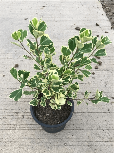 Bàng Lá Tim Cẩm Thạch (Ficus deltoidea Jack f. Variegata)