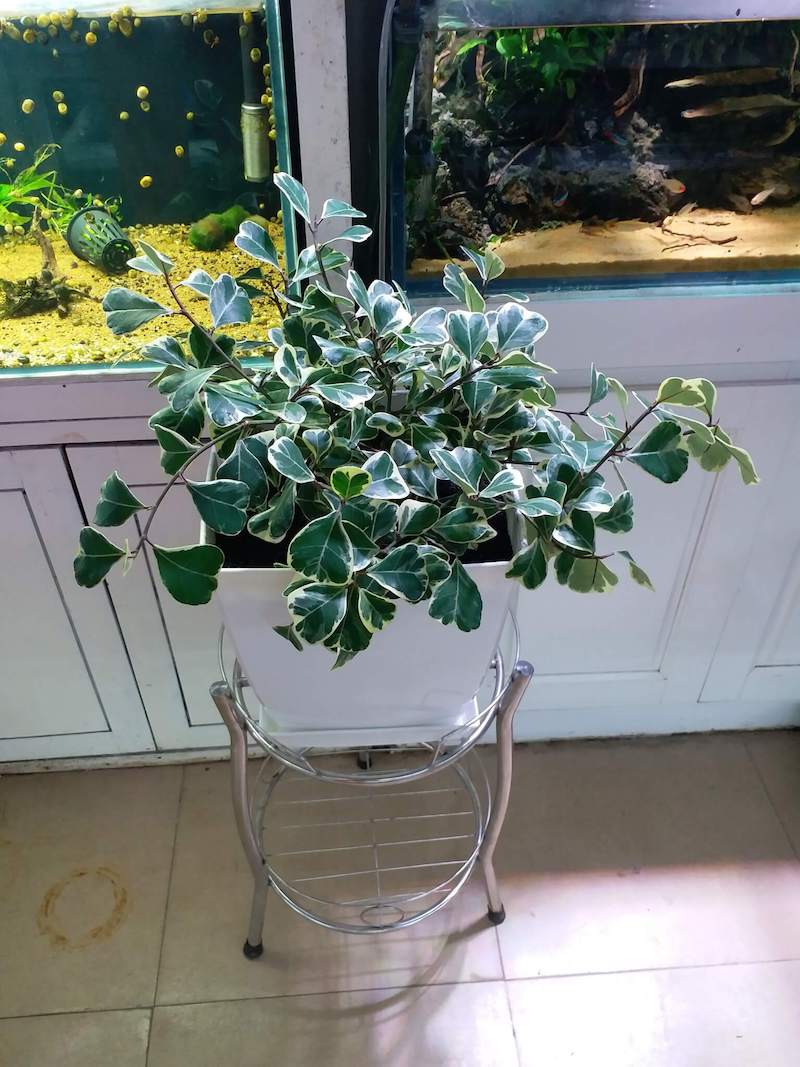 Cây Bàng lá Tim Cẩm Thạch trồng tại cửa hàng Cá Cảnh KinAqua, Thuỵ Khuê, Hà Nội