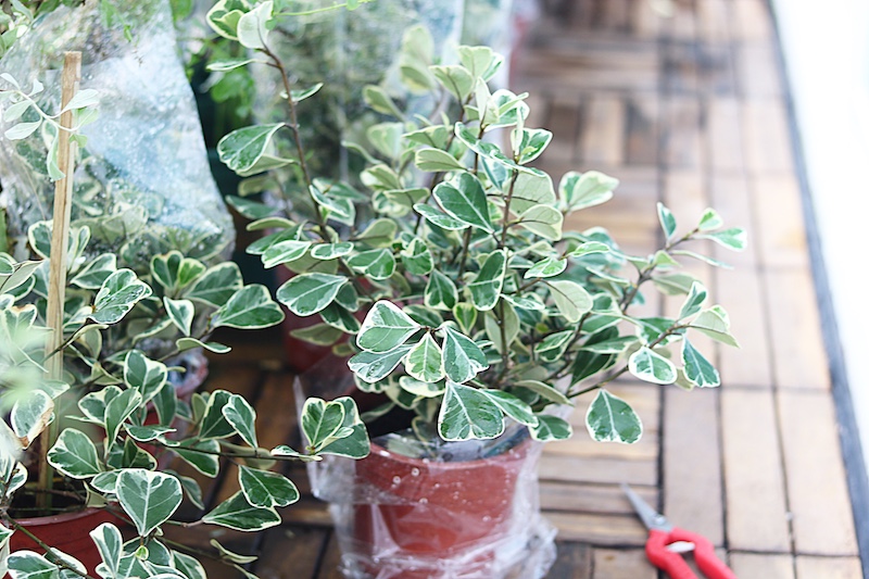 Bàng Cẩm Thạch lá tim (Bàng Lá Tim Cẩm Thạch (Ficus deltoidea Jack f. Variegata)) chụp tại ban công nhà admin Codai.net