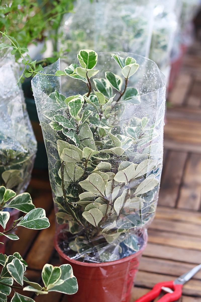 Cây Bàng Cẩm Thạch Lá Tim Ficus Deltoidea Jack F. Variegata chụp tại ban công admin codai.net