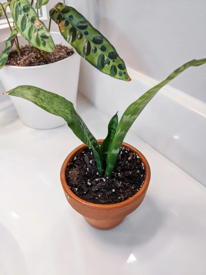 Propagating snake plant from a cutting