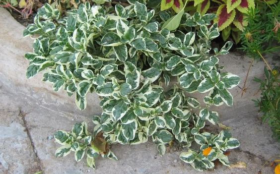Cây Cẩm Thạch thân thảo Alternanthera tenella