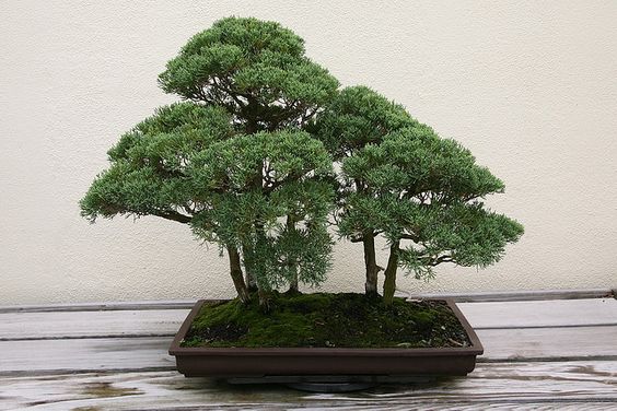 Juniperus chinensis Blaauw (Blaauw Juniper)
