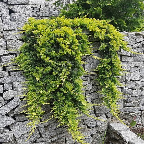 Juniperus horizontalis