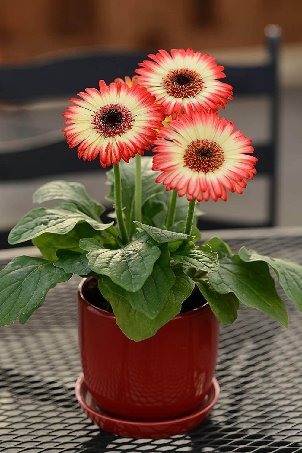 Cây hoa đồng Tiền (cây thuộc chi Gerbera)