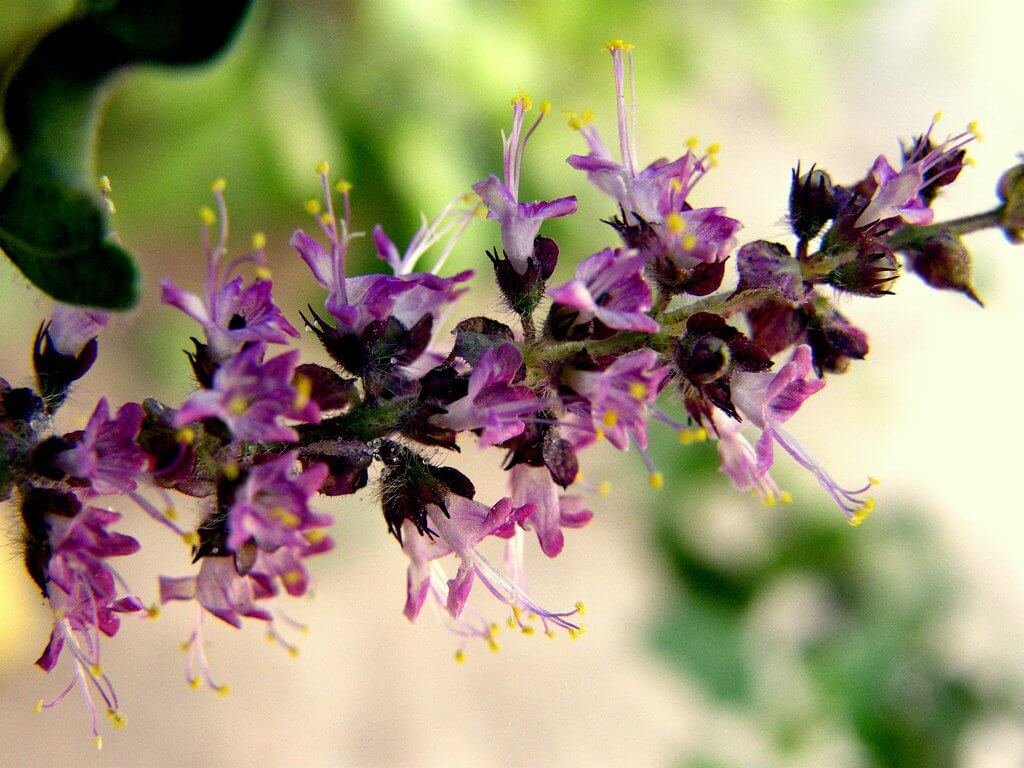 Cây Hương Nhu Tía (Ocimum tenuiflorum)
