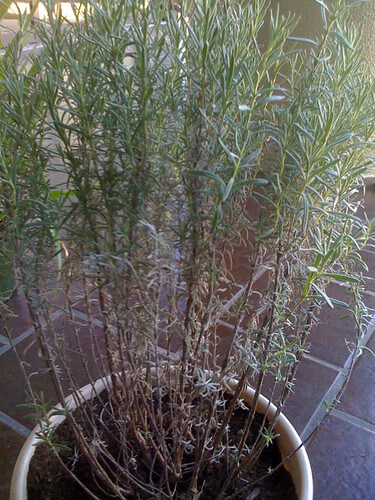 Một cây Hương Thảo rosemary bị thiếu sáng