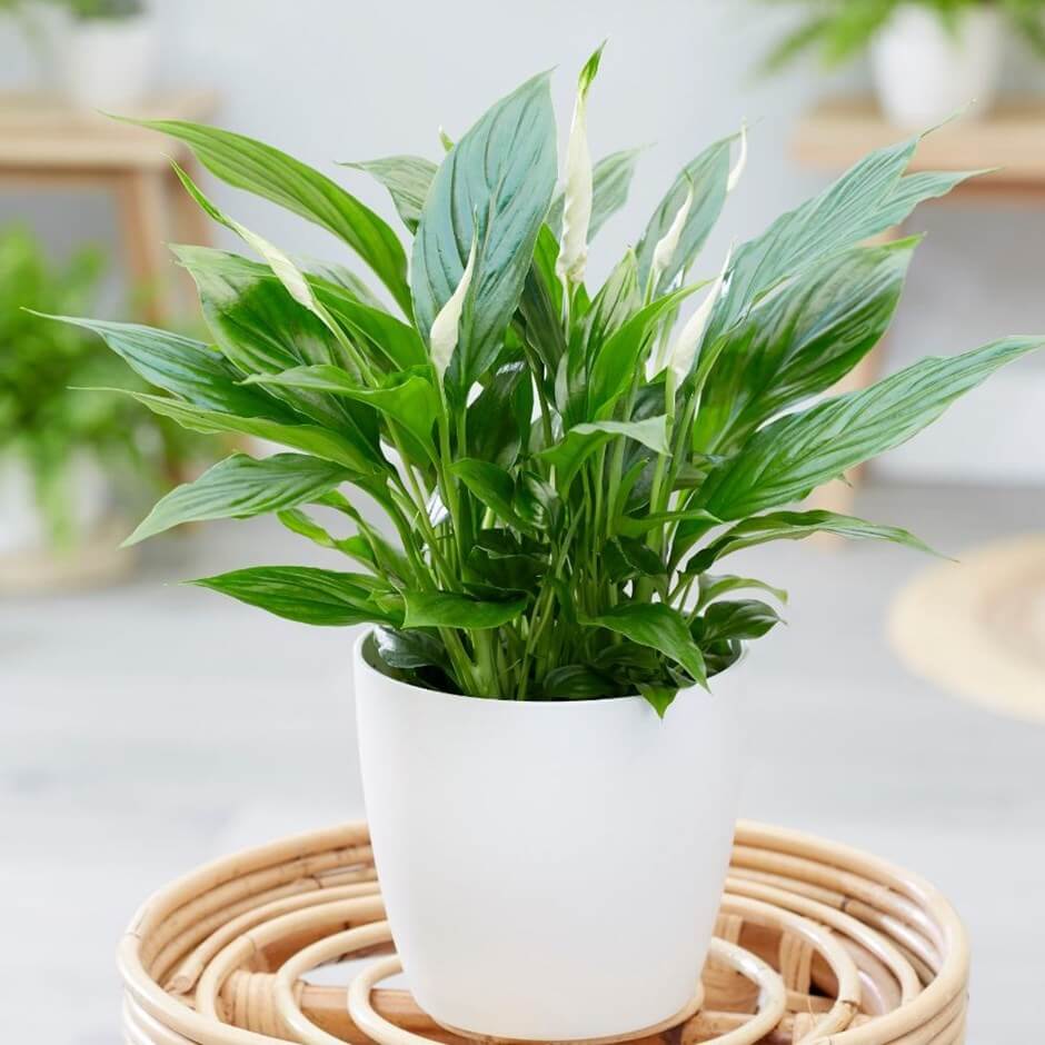 Cây Lan Ý Bellini - Spathiphyllum wallisii 'Bellini'