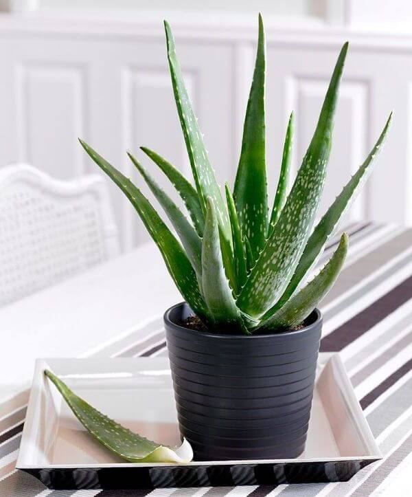 Cây Lô Hội - Aloe vera