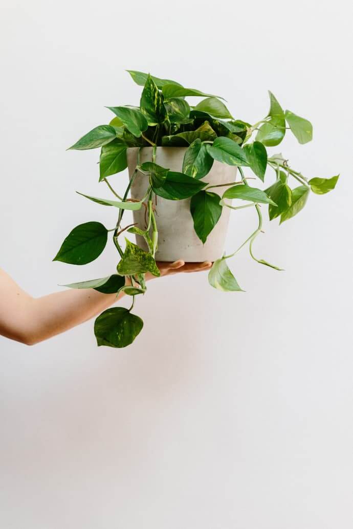 Vạn niên thanh (Trầu Bà Xanh, Epipremnum aureum)