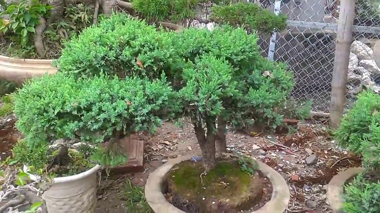 Cây Tùng Cối