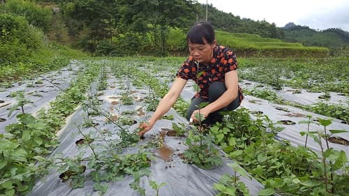 chăm sóc cây dược liêu