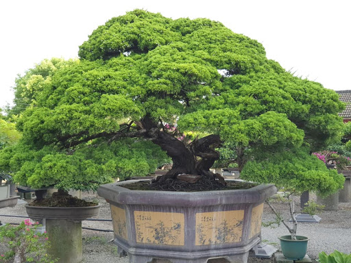 Duyên tùng Đài Loan