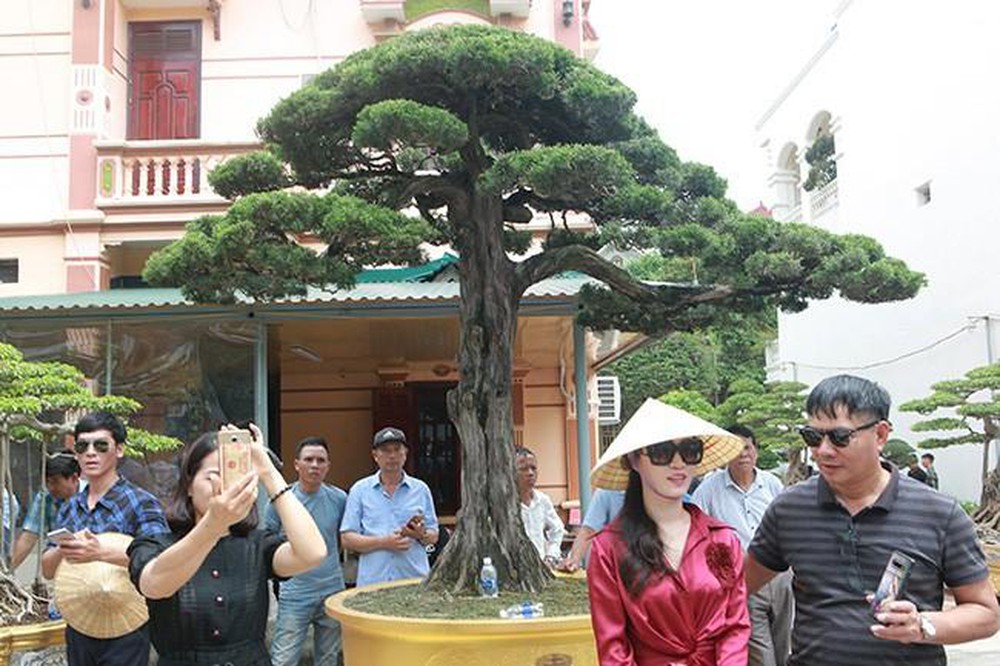 Duyên tùng Việt Nam