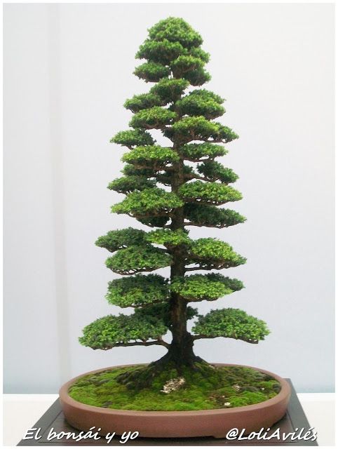 Este es un blog para aficionados al bonsái y a las plantas de acento o kusamonos. Aquà encontrarán ayuda para poder disfrutar de esta afición.