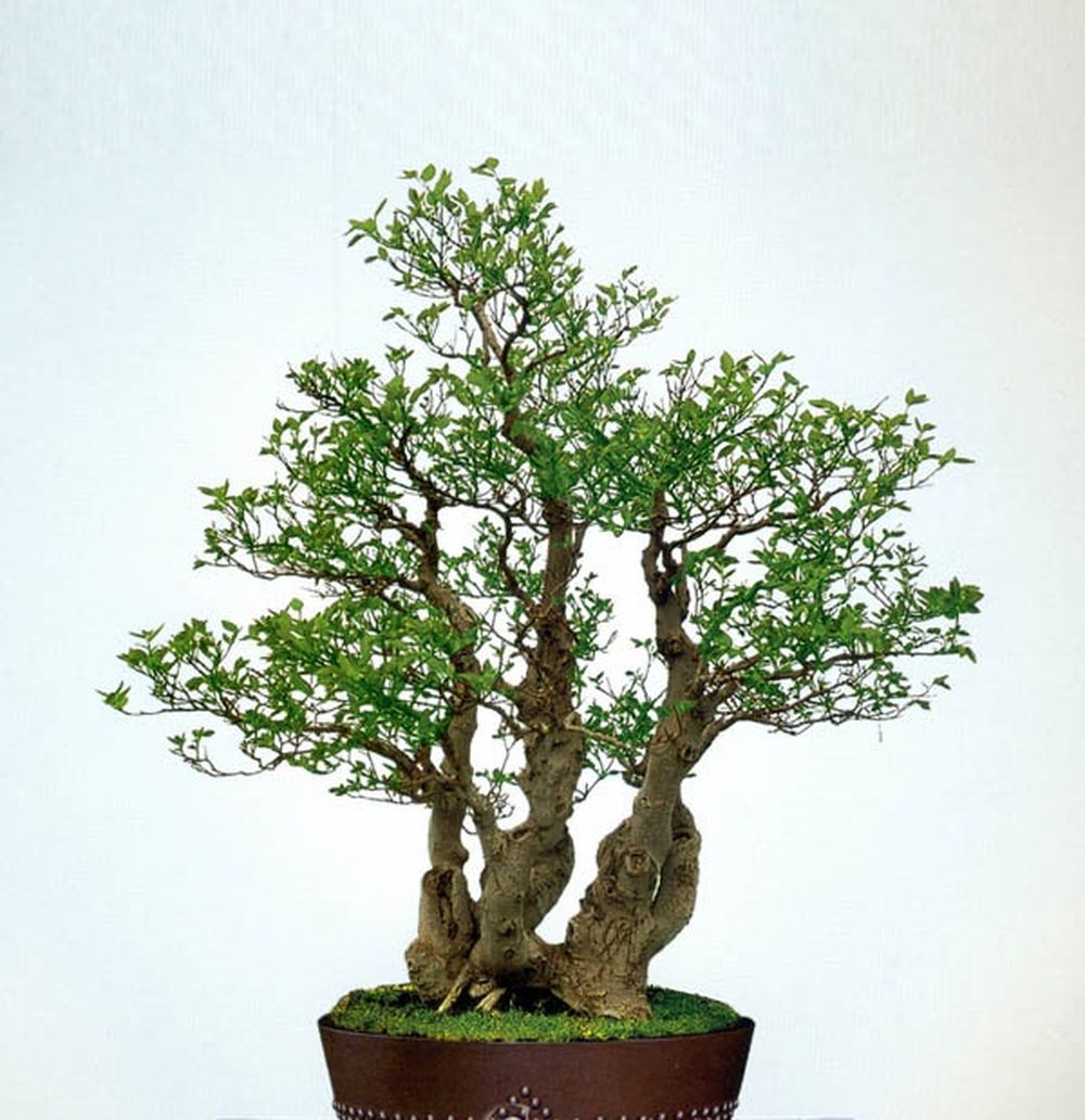 Cây Bonsai, cây cảnh thế TAM ĐA (Phúc - Lộc - Thọ)