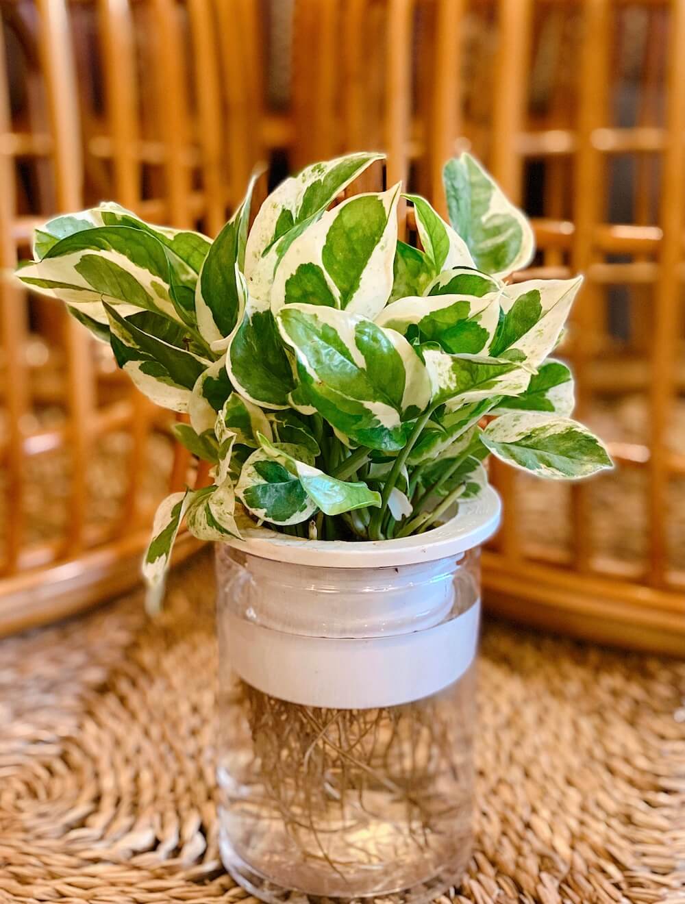Cây Trầu Bà Cẩm Thạch - Epipremnum aureum Snow Queen Thuỷ Canh (Sản phẩm + ảnh: Codai.net)
