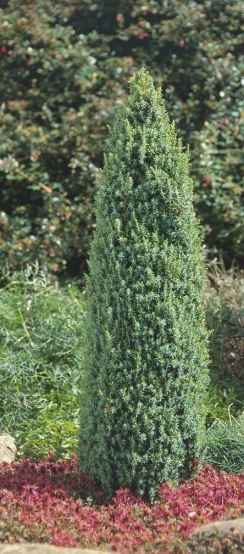 Juniperus Communis 'Compressa' (Dwarf Conifer) in formal garden