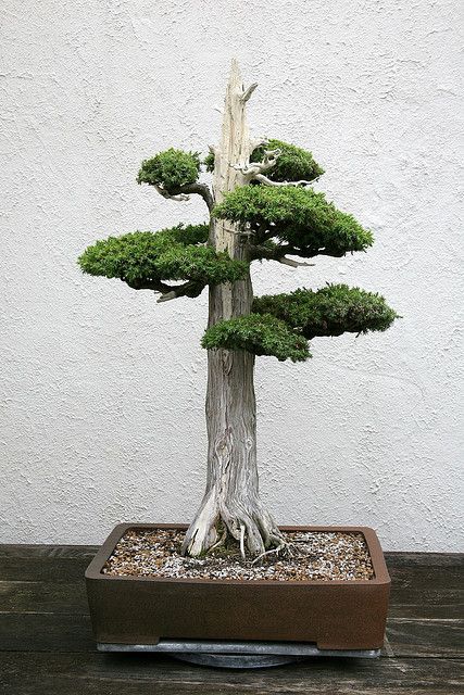 RKï¼Foemina Juniper (Juniperus chinensis) 'Foemina' | Flickr - Photo Sharing!