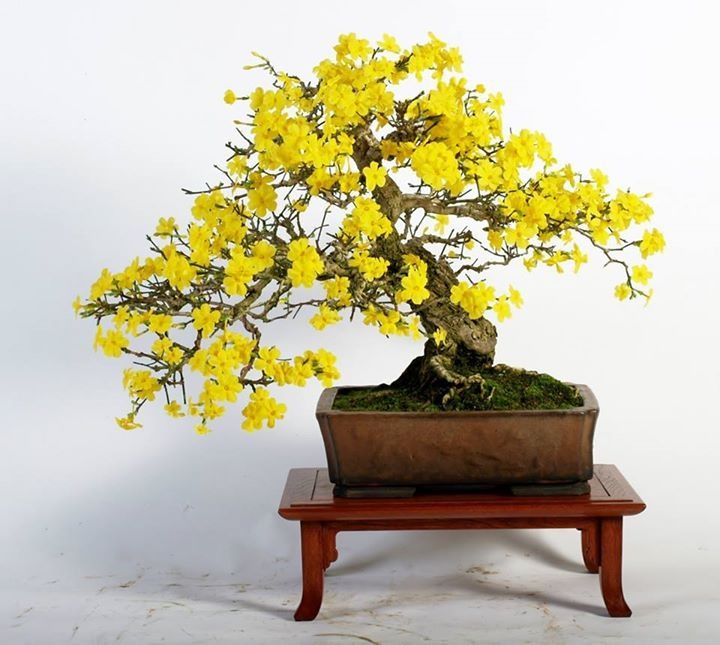 Cây cảnh Bonsai Mai vàng (Ochna integerrima)