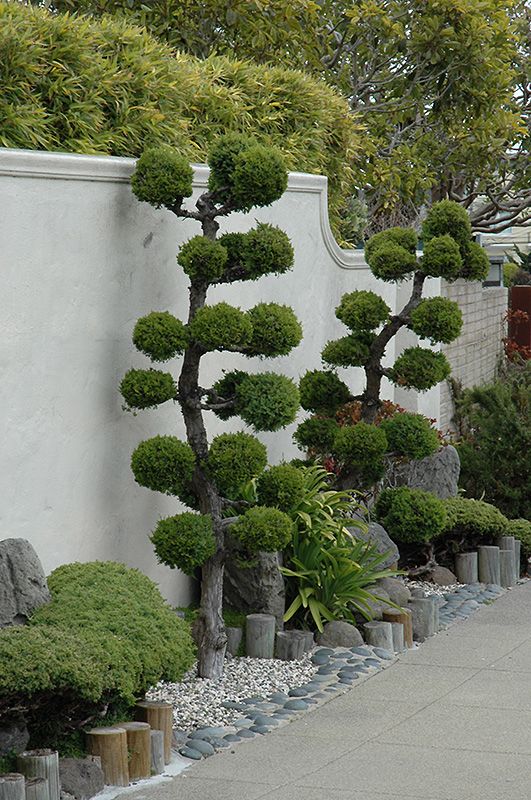 Juniperus chinensis San Jose (San Jose Juniper)