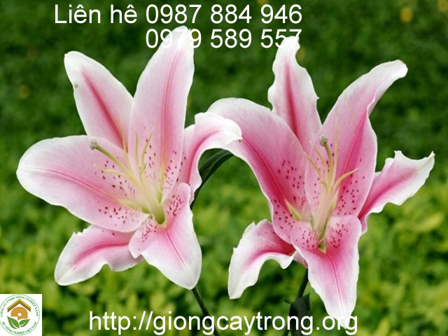 Nắm được kỹ thuật trồng giúp người trồng hoa có được những bông hoa đẹp nhất hoa ly sorbone hong