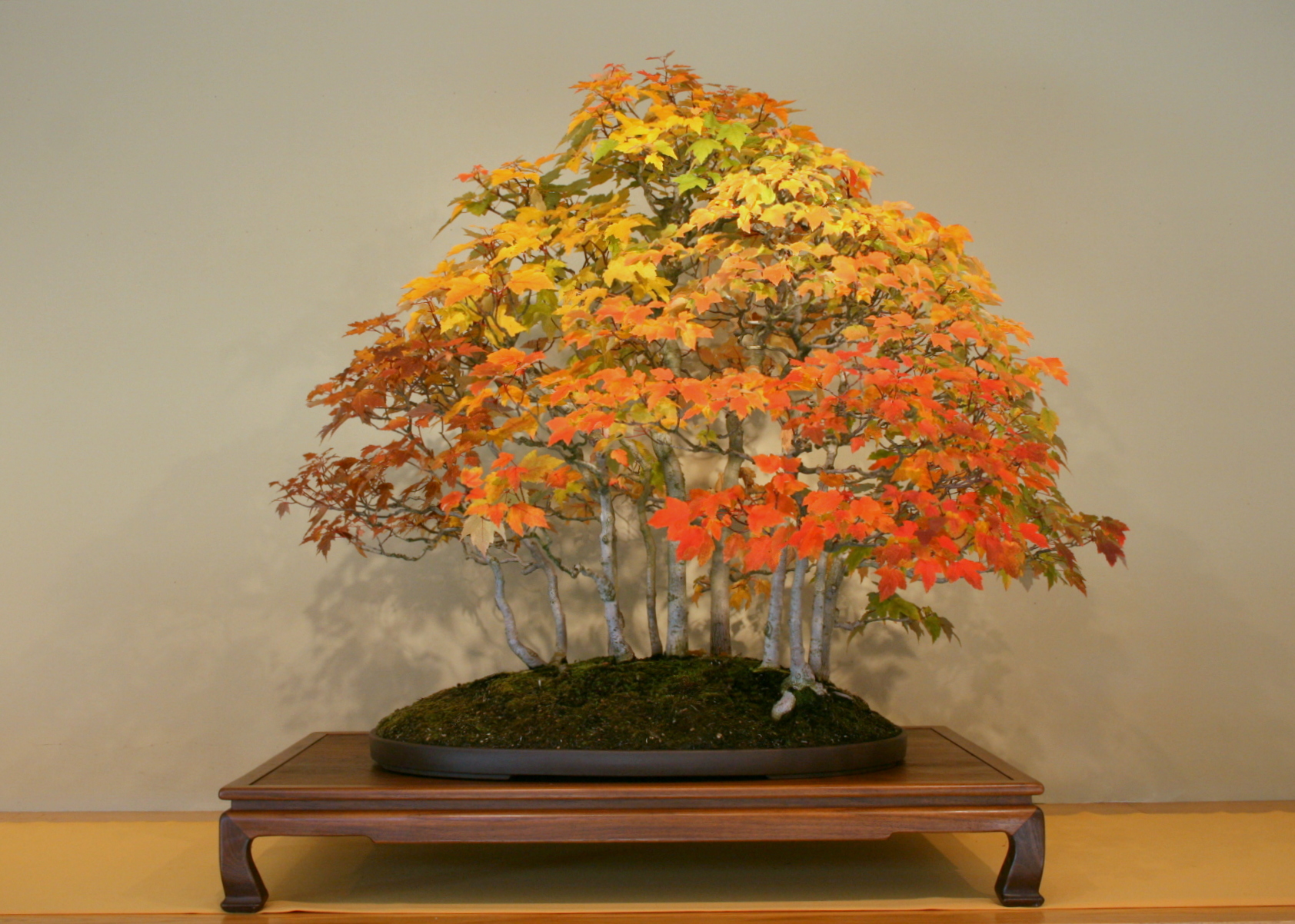 Phong Lá Đỏ, Acer rubrum
