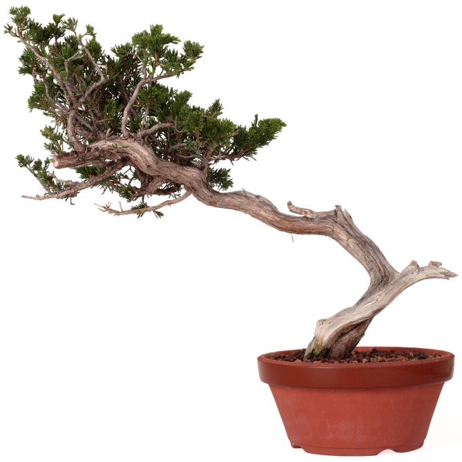 Cây cảnh, cây Bonsai dáng HOÀNH