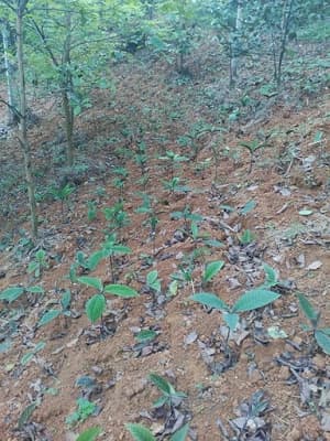 mat độ trồng khôi nhung