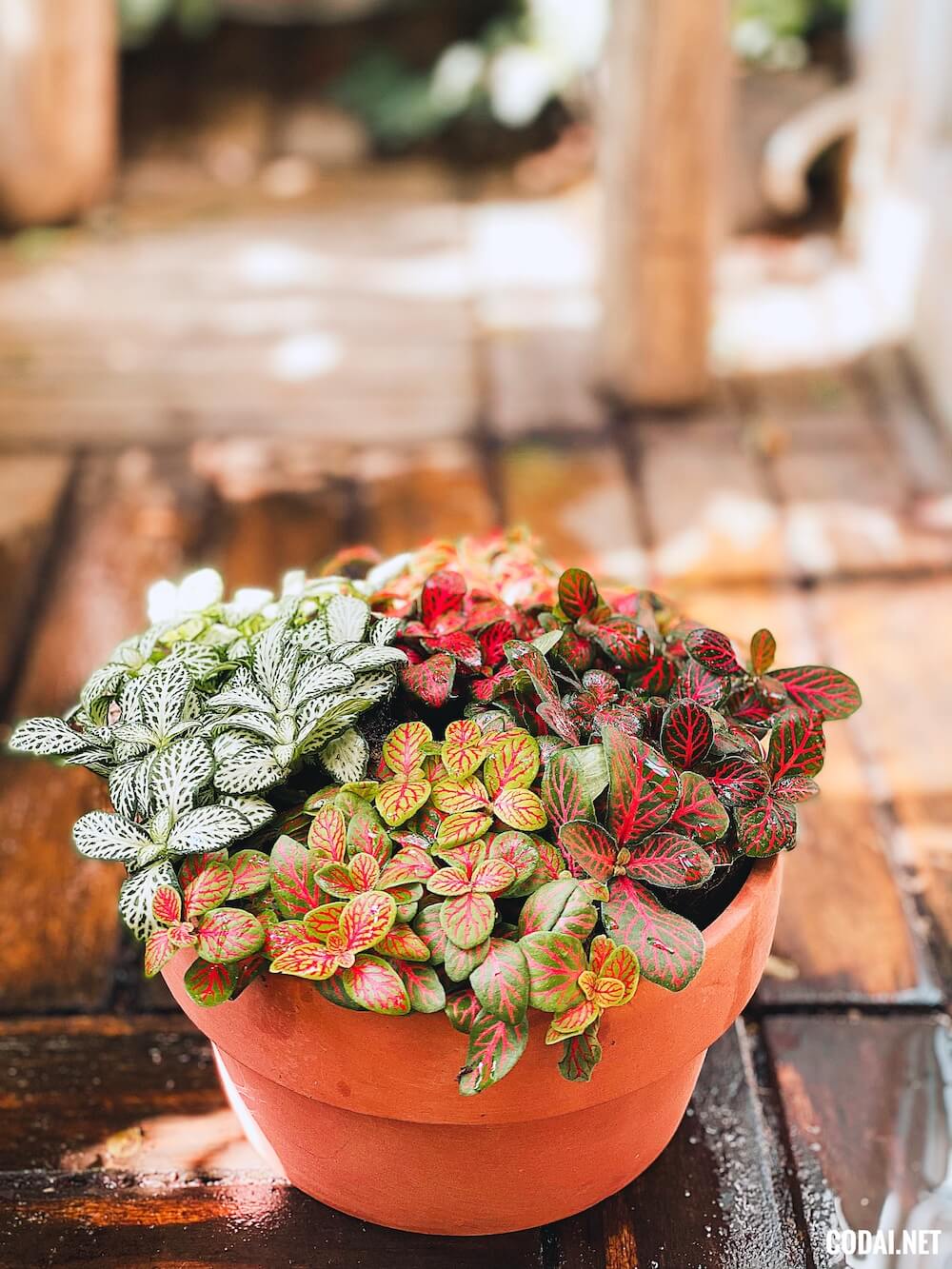 Đây là một chậu đất nung mix 4 loại Fittonia mini: Fittonia Mosaic nhiều màu khác nhau. Xem chi tiết tên khoa học các cây mix trong chậu này TẠI ĐÂY ạ!