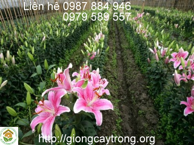 Thời gian từ khi trồng đến khi thu hoạch của một số giống tại Đà Lạt trong hoa ly