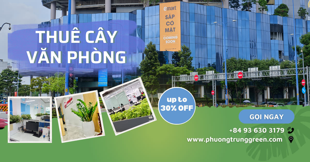 Thuê cây xanh văn phòng giá tốt
